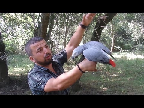 Papağan buldum! Sahibini görünce KonuşmayaBaşladı 😲😰