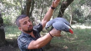 Download lagu Papağan buldum Sahibini görünce KonuşmayaBaşladı Papağan buldum Sahibini görünce KonuşmayaBaşladı