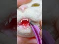 羊毛フェルト猫　歯を入れる