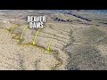 I want money to build beaver dams in the desert