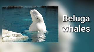 Sounds of beluga whales