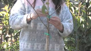 How to Prune Plum Trees