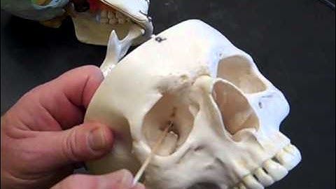 Lab6SkullForaminaPart2.mp4