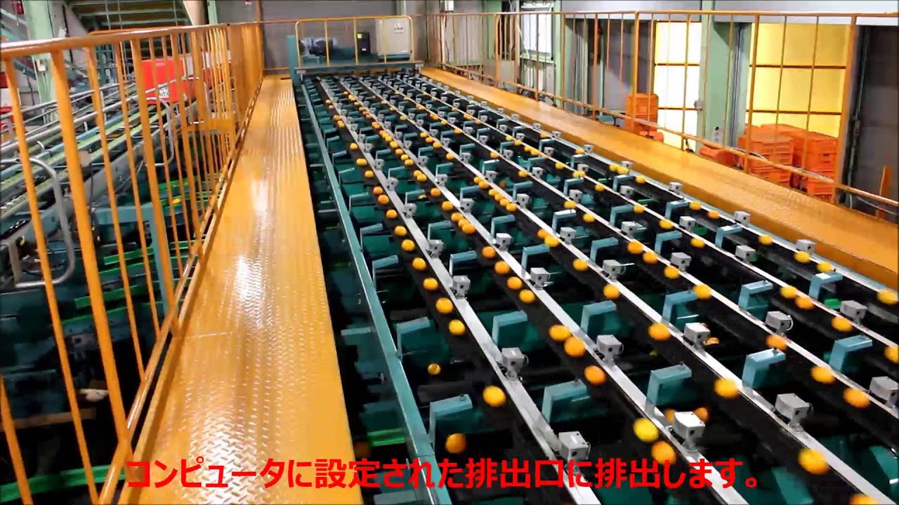 光センサー選果の仕組み | のま果樹園とは | みかんのことなら「のま