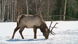 Cute Hiran Ya Deer   