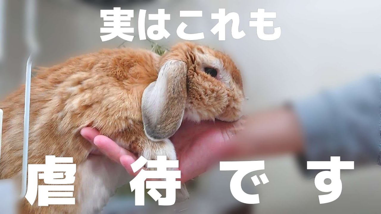Abusive Behavior That Many Owners Have Done To Rabbits Youtube Abusive Behavior That Many Owners Have Done To Rabbits Youtube
