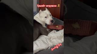 Конечно грызёт игрушки 🧸 #amstaff #pitbull #амстафф #americanbully #dog #собака #staff #москва