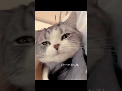 Cute Kittens Part 18 Shorts Cat