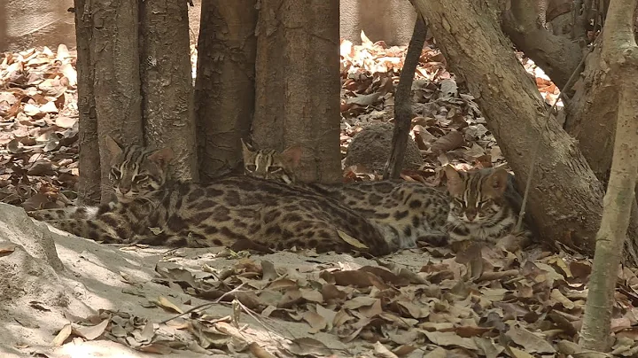 Video 4713421: beautiful asian leopard cat, cat kitten tiger, tiger cat cute, cat kitten dog animal, tiger funny cat