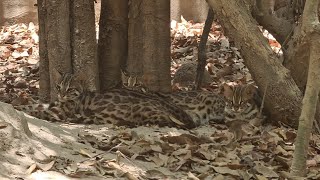 beautiful Asian Leopard cats