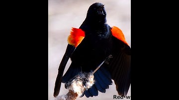 When a Red-Winged Blackbird Starts Showing Off… 😍🎶