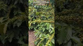 It takes a long process for coffee plants to bear fruit, it takes 18 months to learn to bear fruit
