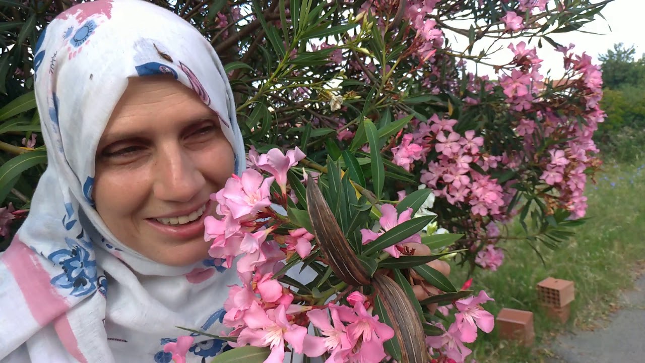 Renkli Zakkum Çiçekleri ve Mandevilla Bahcemden Ve Yol Kenarlarından Gezi