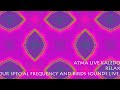 Atma live kaledo  relax with bird sound and especial frequency live from brazil