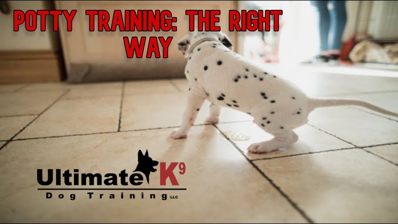 Potty Training your New Puppy! - YouTube