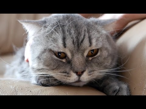 Video: Kakav Je Karakter Britanskih Mačaka