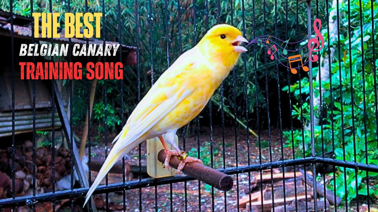 WARM UP YOUR BELGIAN CANARY IN 30 MINUTES - APPROVED ✔