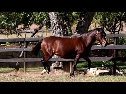 Lote 15 - Grandiosa II da Matarazzo