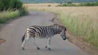 Zebra Walking Side View01