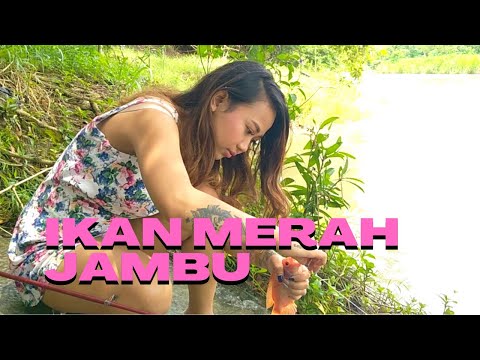 nila merah jambu