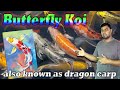 Butterfly koi also known as dragon carp or long finned koi  butterfly carp fish