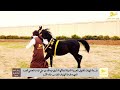 الهنوف للخيل الأصايل المهره فزعة الهنوف افارس خالد الكرو المالك الشيخ عبدالله بن علي العاصي الجربا