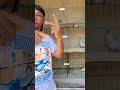 Go check out full video for more! #birminghamrollerpigeons #pigeon #bird #california #explanation