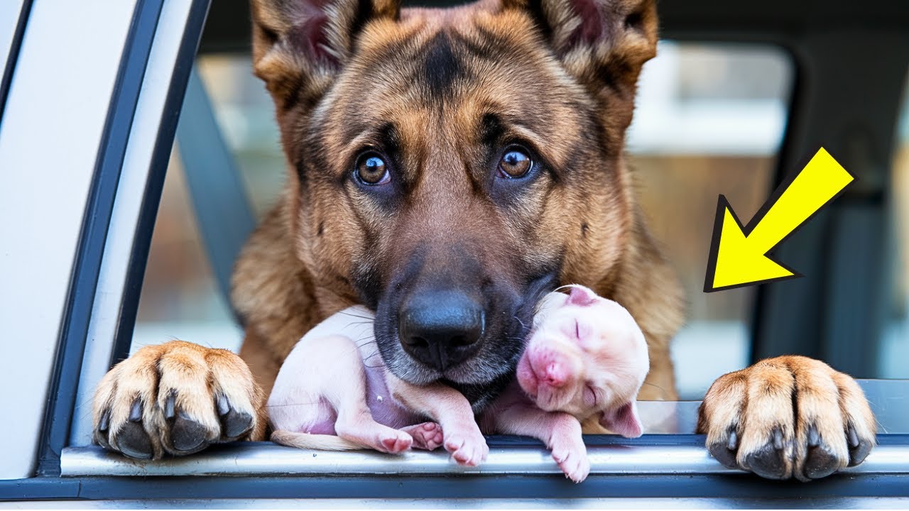 Mama Dog Begs for Help for Her Puppies, When Rescuers Follow Her They Can't Stop CRYING