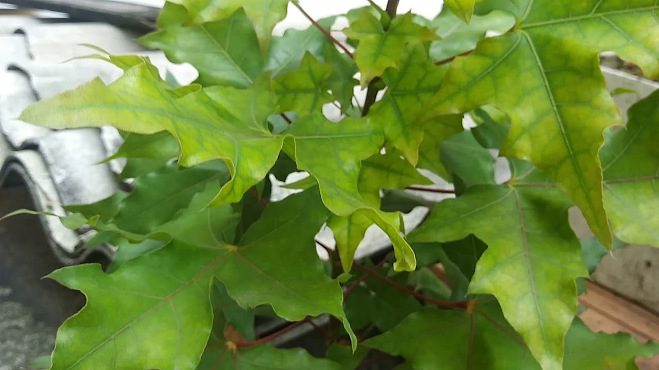 Arces Trucatum 20181013