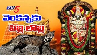 వెంకన్నకు పునుగు పిల్లుల సమస్య | TTD Plans Civet Cat Zoo | Telugu News | TV5 News