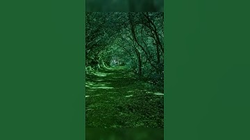 سورة المسد / القرآن الكريم