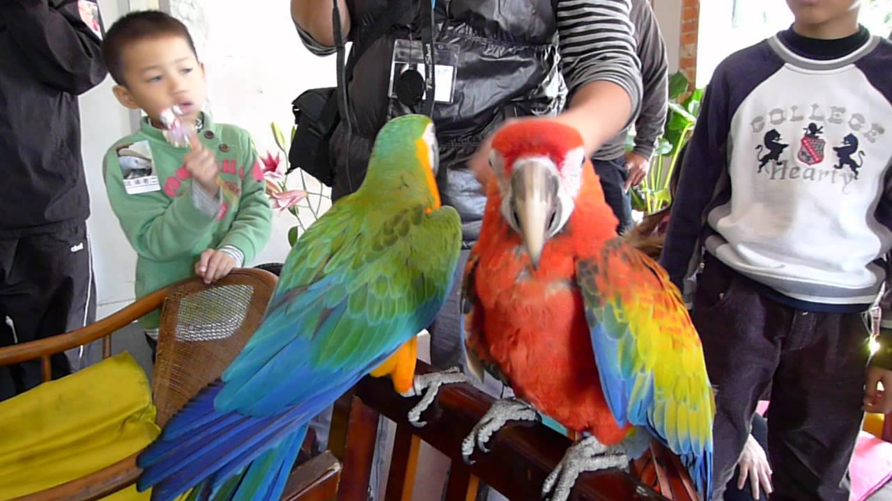 Catalina Macaw Camelot Macaws Youtube Catalina Macaw Camelot Macaws Youtube