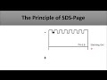 The principle of SDS PAGE-a full and clear explanation of the technique and how does it work