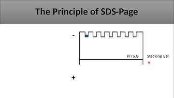 The principle of SDS PAGE-a full and clear explanation of the technique and how does it work