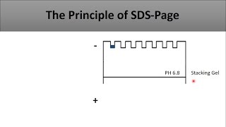 The principle of SDS PAGE-a full and clear explanation of the technique and how does it work