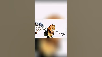 My first vlog #ai #aimonkeyvlog