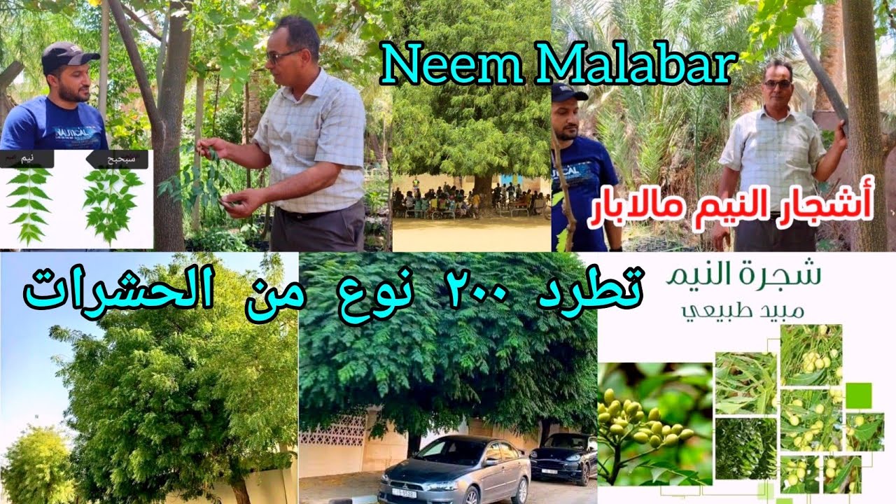 النيم مالابار  Neem Malabar سريعة النمو تطرد ٢٠٠ نوع من الحشرات شجرة طبية قوية جدا