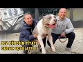 TÜRKİYEDEKİ EN PAHALI VE EN BÜYÜK AMERICAN BULLY ( TRI MERLE ) | FİYATI DUDAK UÇUKLATIYOR !