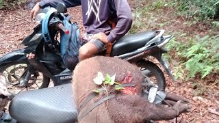 Cek Jerat‼️Poin Samping kubangan Babi nya lagi tidur#hutan #berburubabi #jeratbabi