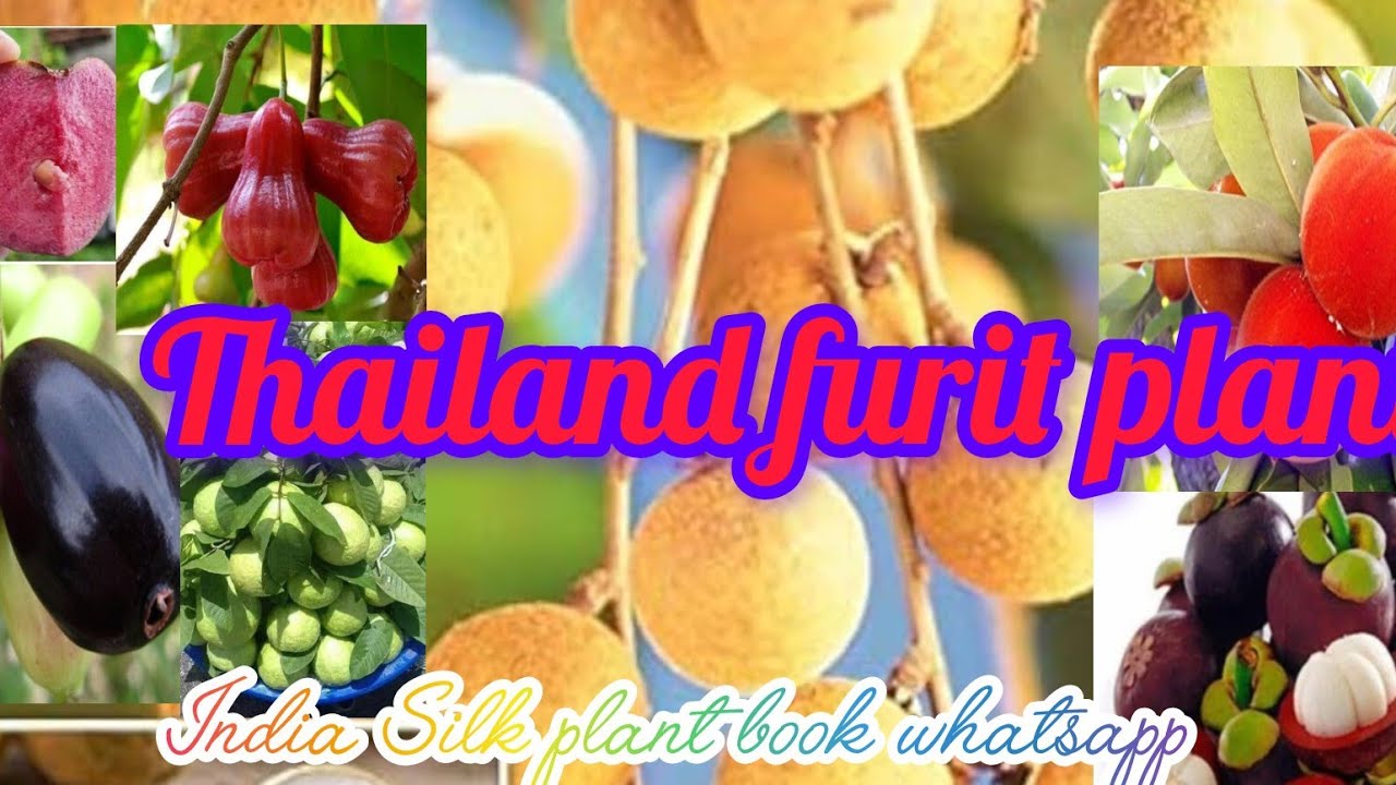 Exotic varieties plant available kolkata west bengal Thailand furit plant available 