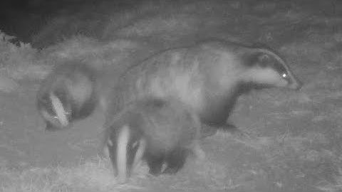 New Forest Explorers Guide - two tiny badger cubs appear above ground for the first time this year