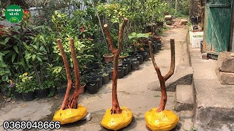 GL.Phôi sim rừng rễ nhiều dáng ok.Hoa bạn và tôi