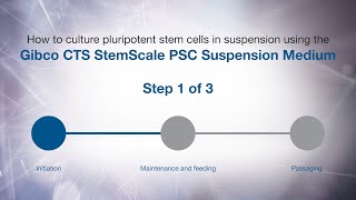 How to culture PSCs in suspension using Gibco CTS StemScale PSC Suspension Medium: Initiation