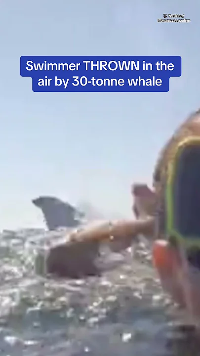 Swimmer THROWN in the air by 30-tonne whale