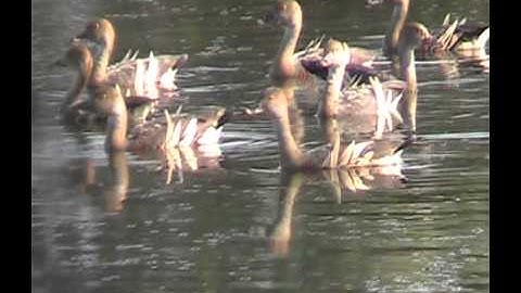Plumed Whistling Duck, plumed-whistling duck bird watching australia with ej-birdwatching