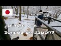 ¿Dónde ver zorros en Japón?