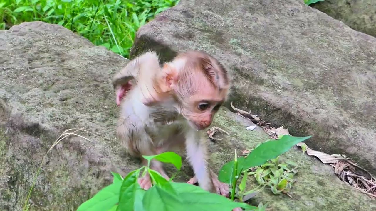 Poor baby Jenifer was kidnapped by Little Monkey Sheba, which makes mom Julie worry about him