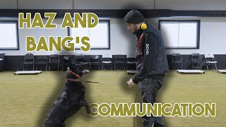 Update Training my Puppy Bang