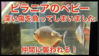 セパレーターを外した水槽で、想定外の事態が起きました！