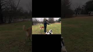 Playing Fetch With 2 Dogs At The Same Time
